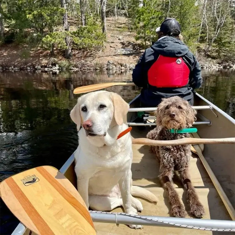 Bending Branches BB Special Paddle Being Used by a person in a canoe on a river with two dogs